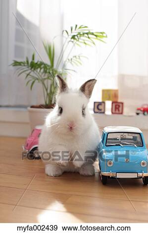 Mini rabbit View Large Photo Image Stock Photo - Mini rabbit. Fotosearch