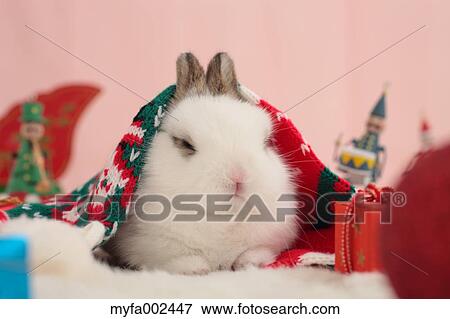 Mini rabbit View Large Photo Image Stock Photo - Mini rabbit. Fotosearch