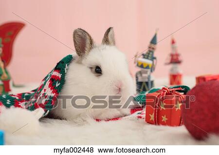 Mini rabbit View Large Photo Image Stock Photo - Mini rabbit. Fotosearch