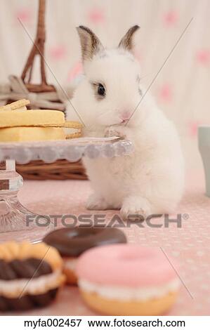 Mini rabbit View Large Photo Image Stock Photo - Mini rabbit. Fotosearch