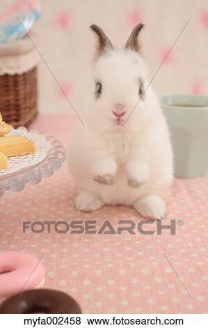 Mini rabbit View Large Photo Image Stock Photo - Mini rabbit. Fotosearch