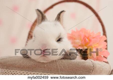 Mini rabbit View Large Photo Image Stock Photo - Mini rabbit. Fotosearch
