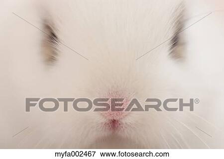 Mini rabbit View Large Photo Image Stock Photo - Mini rabbit. Fotosearch