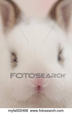 Mini rabbit View Large Photo Image Stock Photo - Mini rabbit. Fotosearch