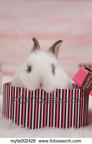 Mini rabbit View Large Photo Image Stock Photograph - Mini rabbit. Fotosearch