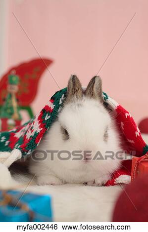 Mini rabbit View Large Photo Image Stock Photograph - Mini rabbit. Fotosearch