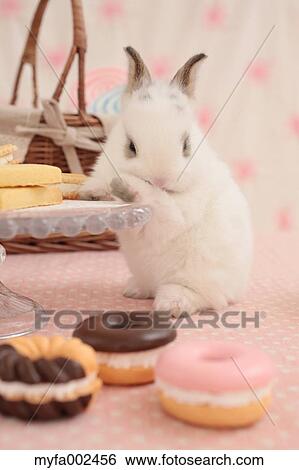 Mini rabbit View Large Photo Image Stock Photograph - Mini rabbit. Fotosearch