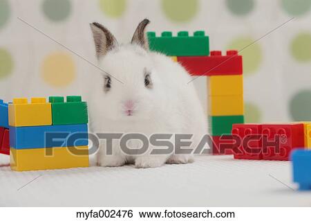 Mini rabbit View Large Photo Image Stock Photograph - Mini rabbit. Fotosearch