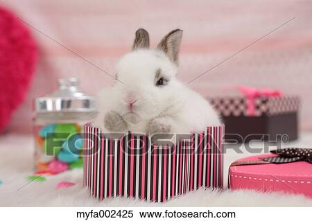 Mini rabbit View Large Photo Image Stock Photography - Mini rabbit. Fotosearch