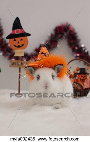 Mini rabbit View Large Photo Image Stock Photography - Mini rabbit. Fotosearch