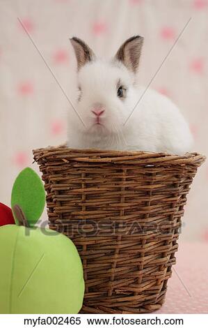 Mini rabbit View Large Photo Image Stock Photography - Mini rabbit. Fotosearch