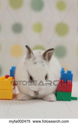 Stock Photography - Mini rabbit. Fotosearch