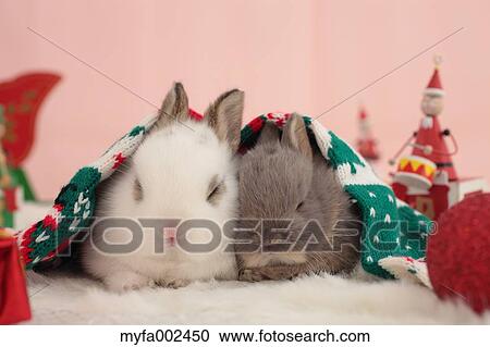 Stock Image - Mini rabbits. Fotosearch
