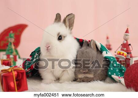 Mini rabbits View Large Photo Image Stock Image - Mini rabbits. Fotosearch