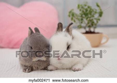 Mini rabbits View Large Photo Image Stock Image - Mini rabbits. Fotosearch