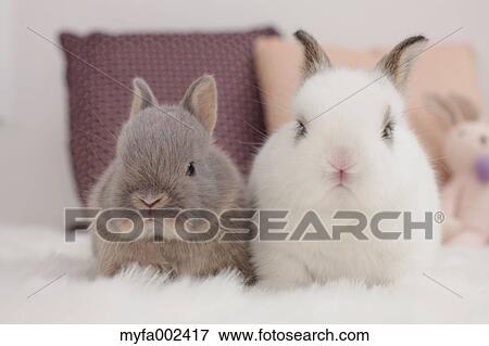 Mini rabbits View Large Photo Image Stock Photo - Mini rabbits. Fotosearch