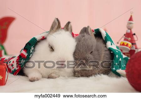 Stock Photo - Mini rabbits. Fotosearch