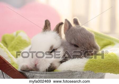 Mini rabbits View Large Photo Image Stock Photo - Mini rabbits. Fotosearch