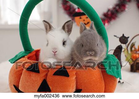 Mini rabbits View Large Photo Image Stock Photograph - Mini rabbits. Fotosearch