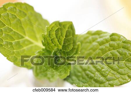 Mint leaves View Large Photo Image Picture - Mint leaves. Fotosearch