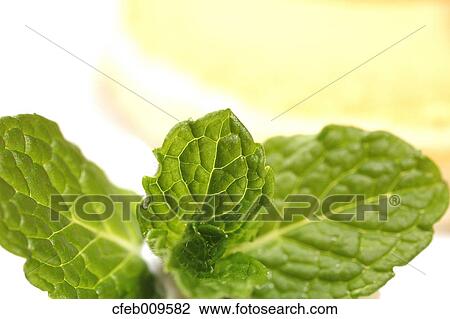 Stock Image - Mint leaves. Fotosearch