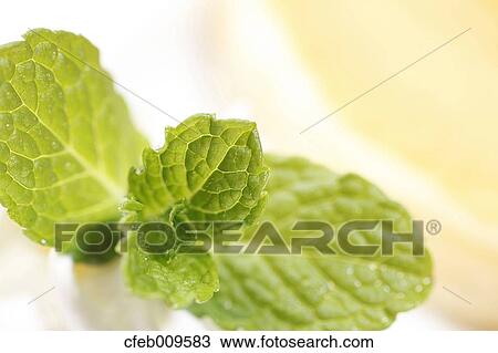 Stock Image - Mint leaves. Fotosearch