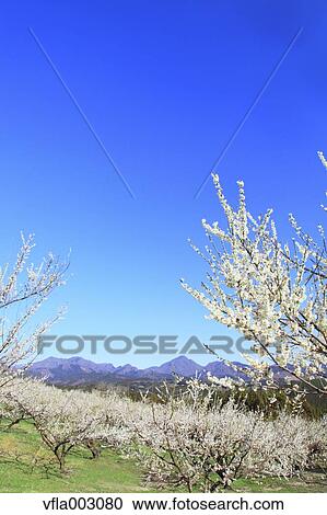 Misato Plum Grove, Gunma Prefecture, Japan View Large Photo Image Stock Image - Misato Plum Grove, Gunma Prefecture, Japan. Fotosearch
