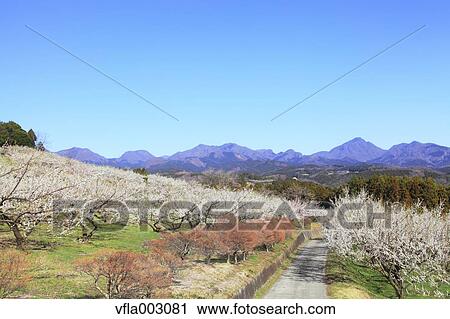Misato Plum Grove, Gunma Prefecture, Japan View Large Photo Image Stock Image - Misato Plum Grove, Gunma Prefecture, Japan. Fotosearch