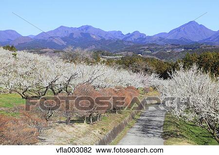 Misato Plum Grove, Gunma Prefecture, Japan View Large Photo Image Stock Image - Misato Plum Grove, Gunma Prefecture, Japan. Fotosearch