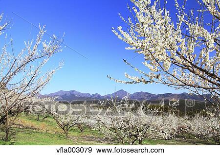 Misato Plum Grove, Gunma Prefecture, Japan View Large Photo Image Stock Photo - Misato Plum Grove, Gunma Prefecture, Japan. Fotosearch