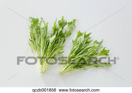 Mizuna View Large Photo Image Stock Photograph - Mizuna. Fotosearch