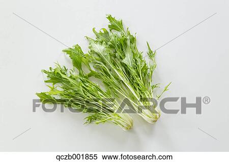 Stock Photography - Mizuna. Fotosearch