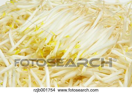 Mung Bean Sprouts View Large Photo Image Picture - Mung Bean Sprouts. Fotosearch