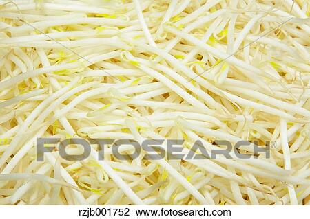 Mung Bean Sprouts View Large Photo Image Stock Image - Mung Bean Sprouts. Fotosearch
