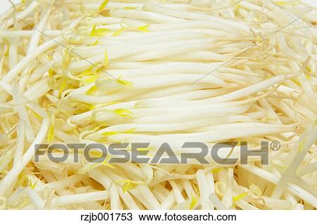 Stock Image - Mung Bean Sprouts. Fotosearch