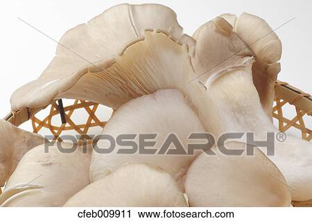 Mushrooms View Large Photo Image Stock Image - Mushrooms. Fotosearch