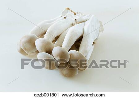 Mushrooms View Large Photo Image Stock Image - Mushrooms. Fotosearch