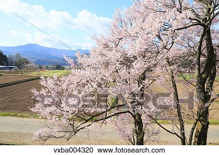 Nagano Prefecture, Japan View Large Photo Image Stock Image - Nagano Prefecture, Japan. Fotosearch