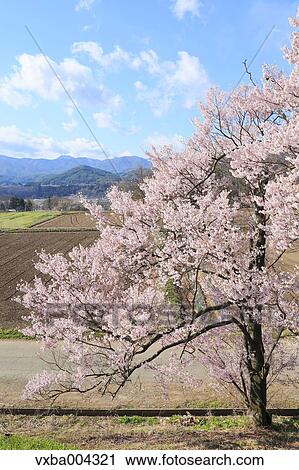 Nagano Prefecture, Japan View Large Photo Image Stock Image - Nagano Prefecture, Japan. Fotosearch