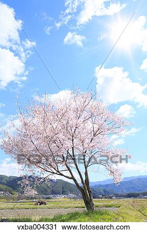 Nagano Prefecture, Japan View Large Photo Image Stock Image - Nagano Prefecture, Japan. Fotosearch