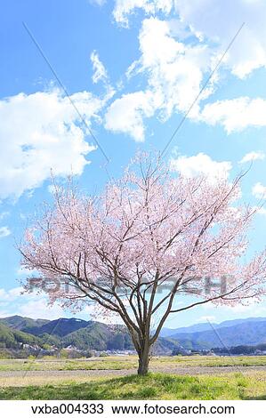 Nagano Prefecture, Japan View Large Photo Image Stock Image - Nagano Prefecture, Japan. Fotosearch