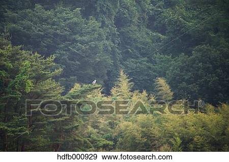 Nagano Prefecture, Japan View Large Photo Image Stock Photo - Nagano Prefecture, Japan. Fotosearch