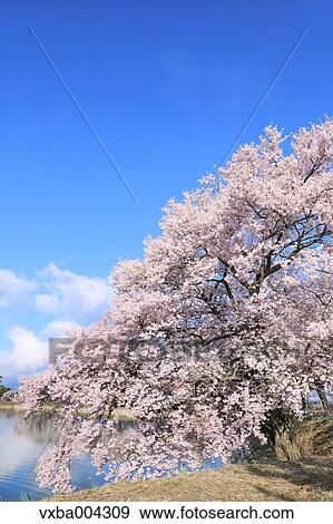 Nagano Prefecture, Japan View Large Photo Image Stock Photo - Nagano Prefecture, Japan. Fotosearch