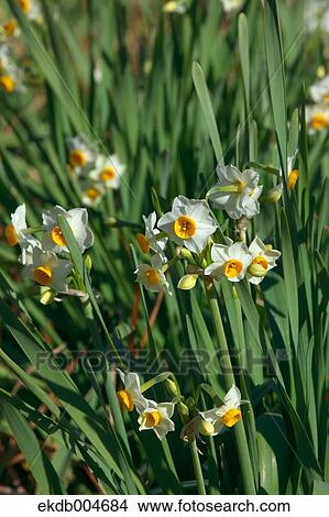 Narcissus View Large Photo Image Picture - Narcissus. Fotosearch