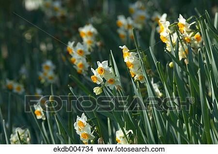 Narcissus View Large Photo Image Picture - Narcissus. Fotosearch