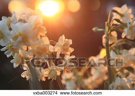 Narcissus View Large Photo Image Picture - Narcissus. Fotosearch