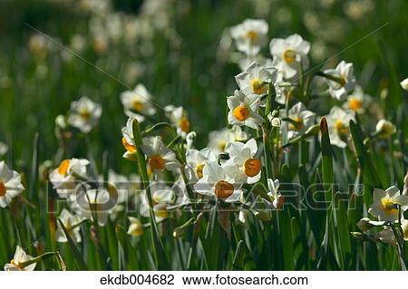 Narcissus View Large Photo Image Stock Image - Narcissus. Fotosearch