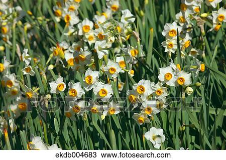 Narcissus View Large Photo Image Stock Image - Narcissus. Fotosearch