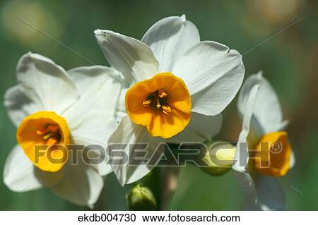 Narcissus View Large Photo Image Stock Image - Narcissus. Fotosearch
