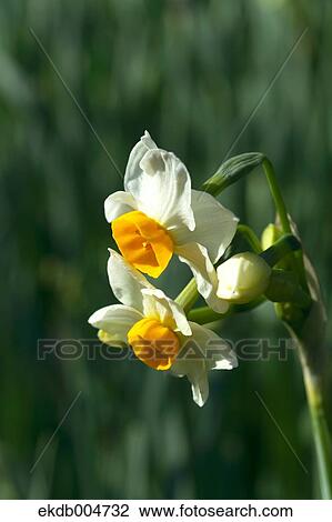 Narcissus View Large Photo Image Stock Image - Narcissus. Fotosearch